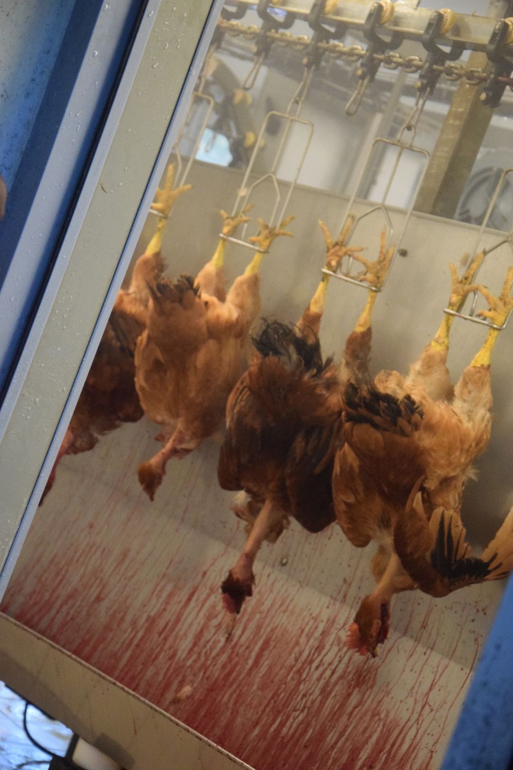 Un groupe de poulets est suspendu la tête en bas dans un abattoir de poulets.