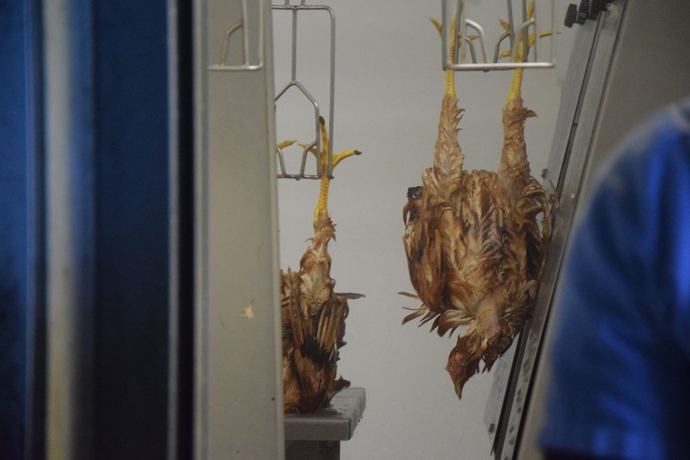 Des poulets sont suspendus à des crochets dans un abattoir.