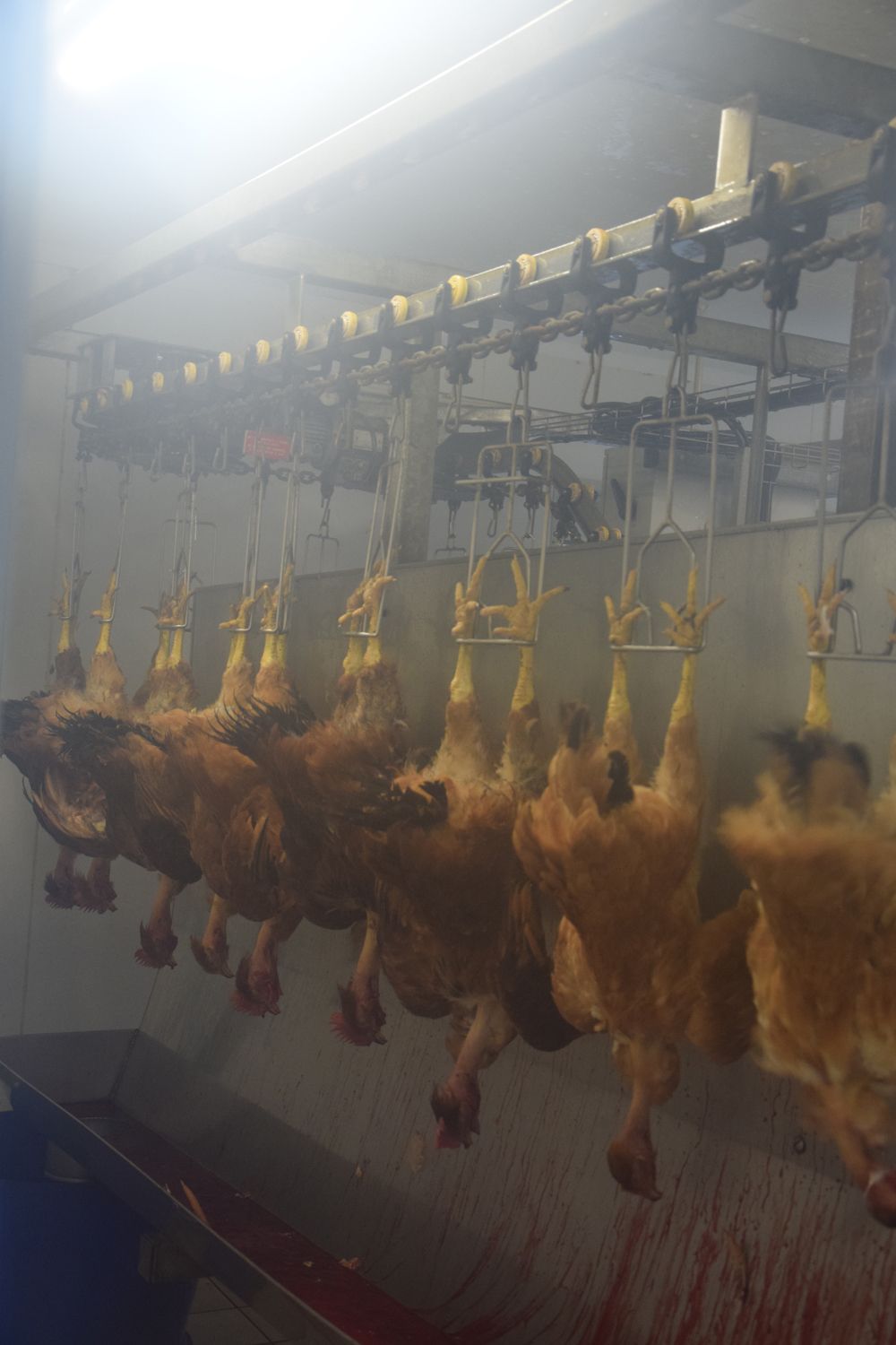 Un groupe de poulets est suspendu à un tapis roulant dans une pièce.
