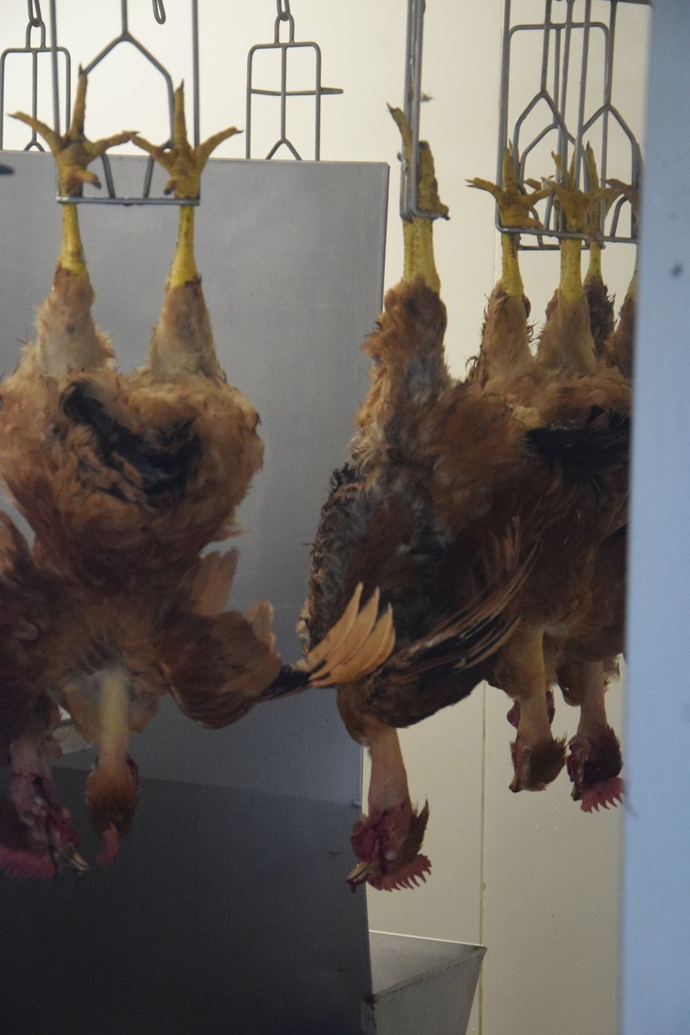 Un groupe de poulets suspendus à des crochets dans une pièce