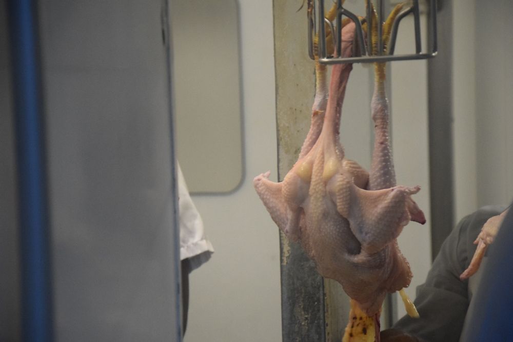 Un poulet est suspendu à un crochet dans une boucherie.