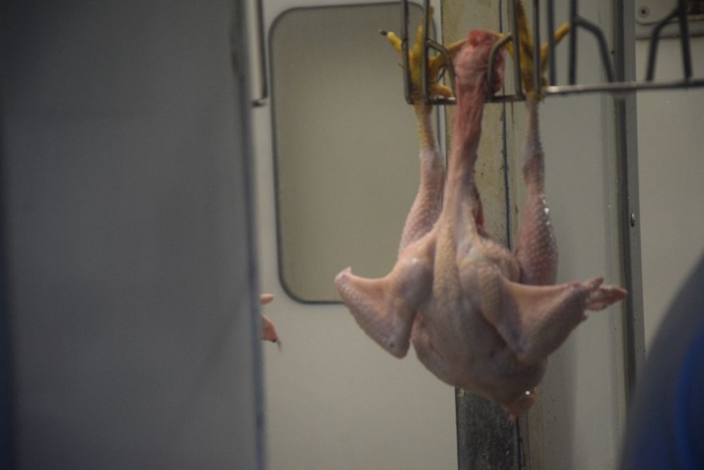 Un poulet est suspendu la tête en bas dans un abattoir.