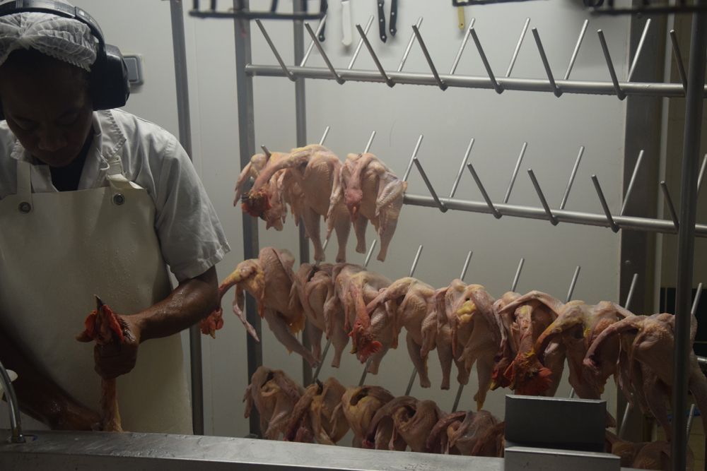 Un homme se tient debout devant un râtelier de poulets suspendus à des crochets.