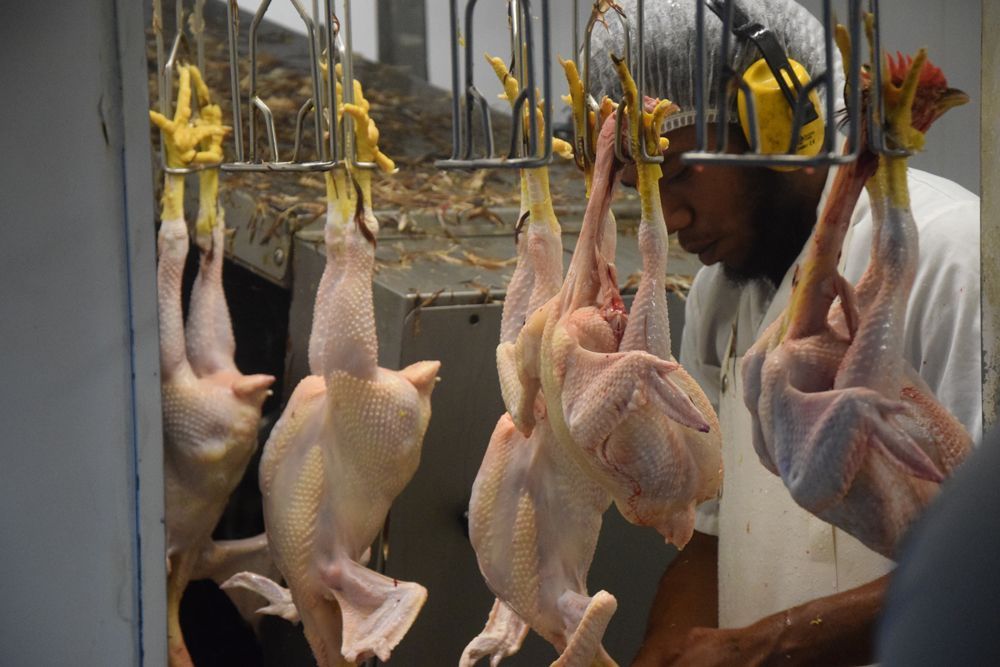 Un homme découpe des poulets dans un abattoir.