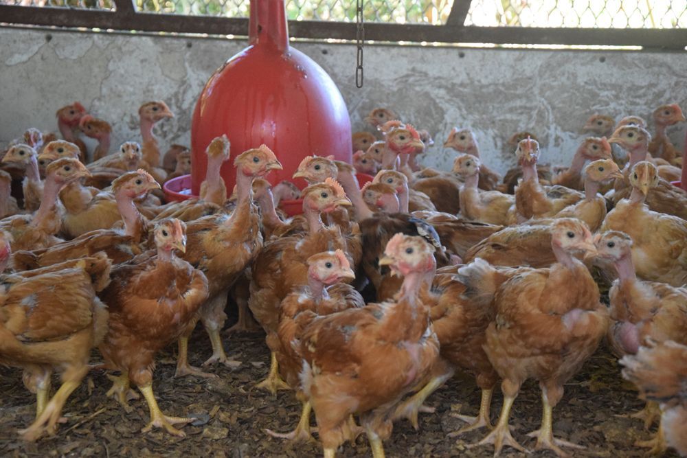 Un groupe de poulets se tient autour d'un objet rouge