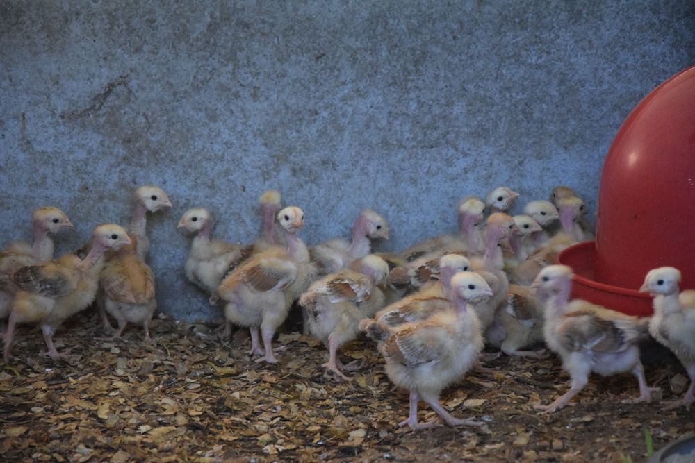 Un groupe de bébés dindes se tiennent côte à côte dans une cage.