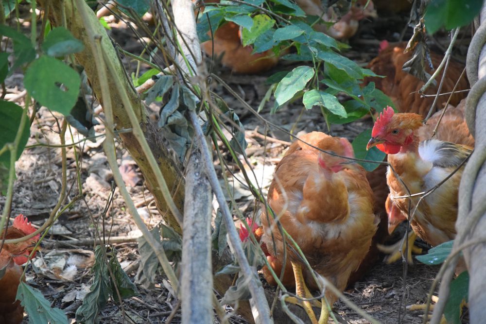 Un groupe de poulets de GIE Meru se tient debout dans la terre près d'un arbre.