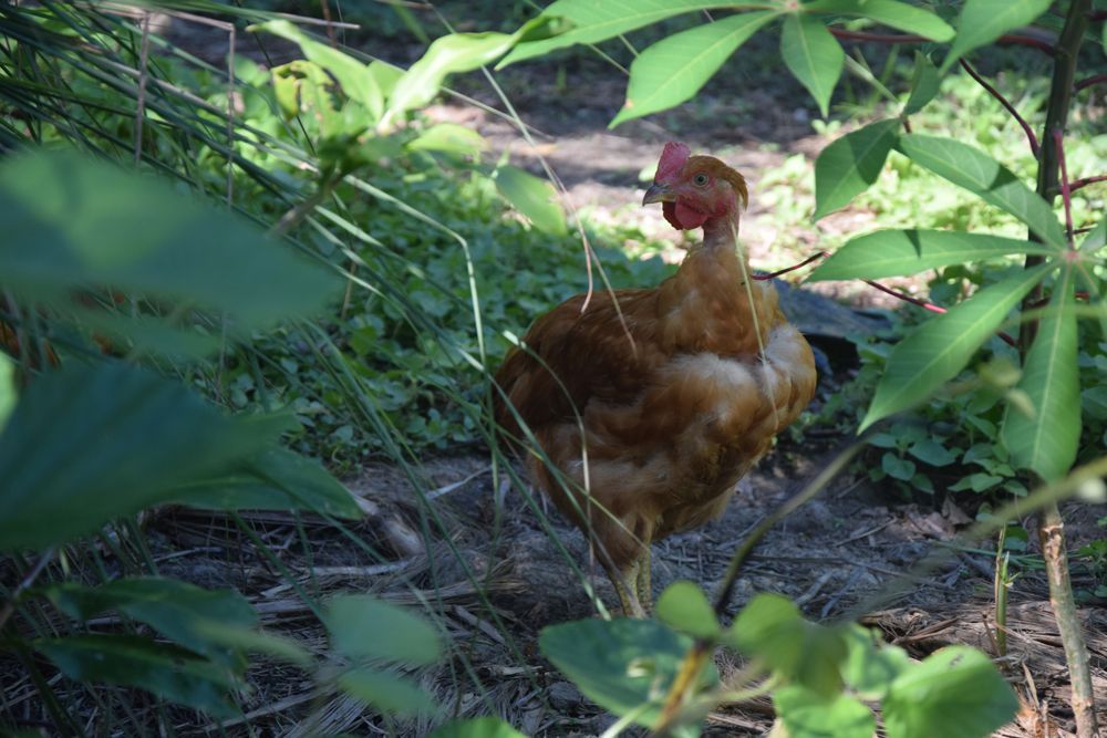 Un poulet brun se tient debout dans l'herbe dans les bois.