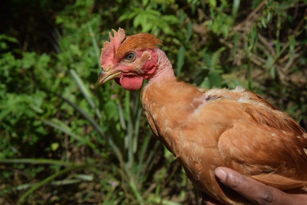 Une personne tient un poulet brun dans sa main.
