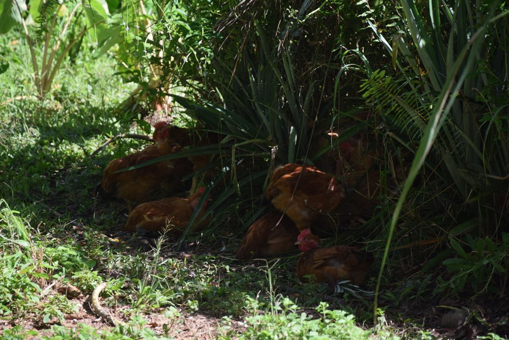 Un groupe de poulets est couché dans l'herbe sous un arbre.