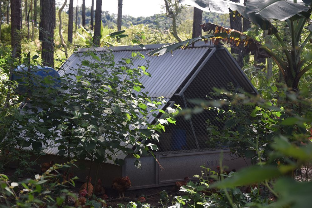 Une petite maison au milieu d'une forêt entourée d'arbres.