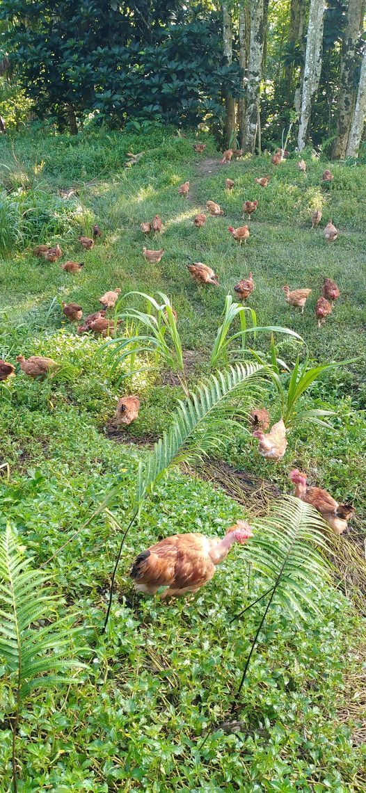 Vive le poulet fermier de la Côte-Est?