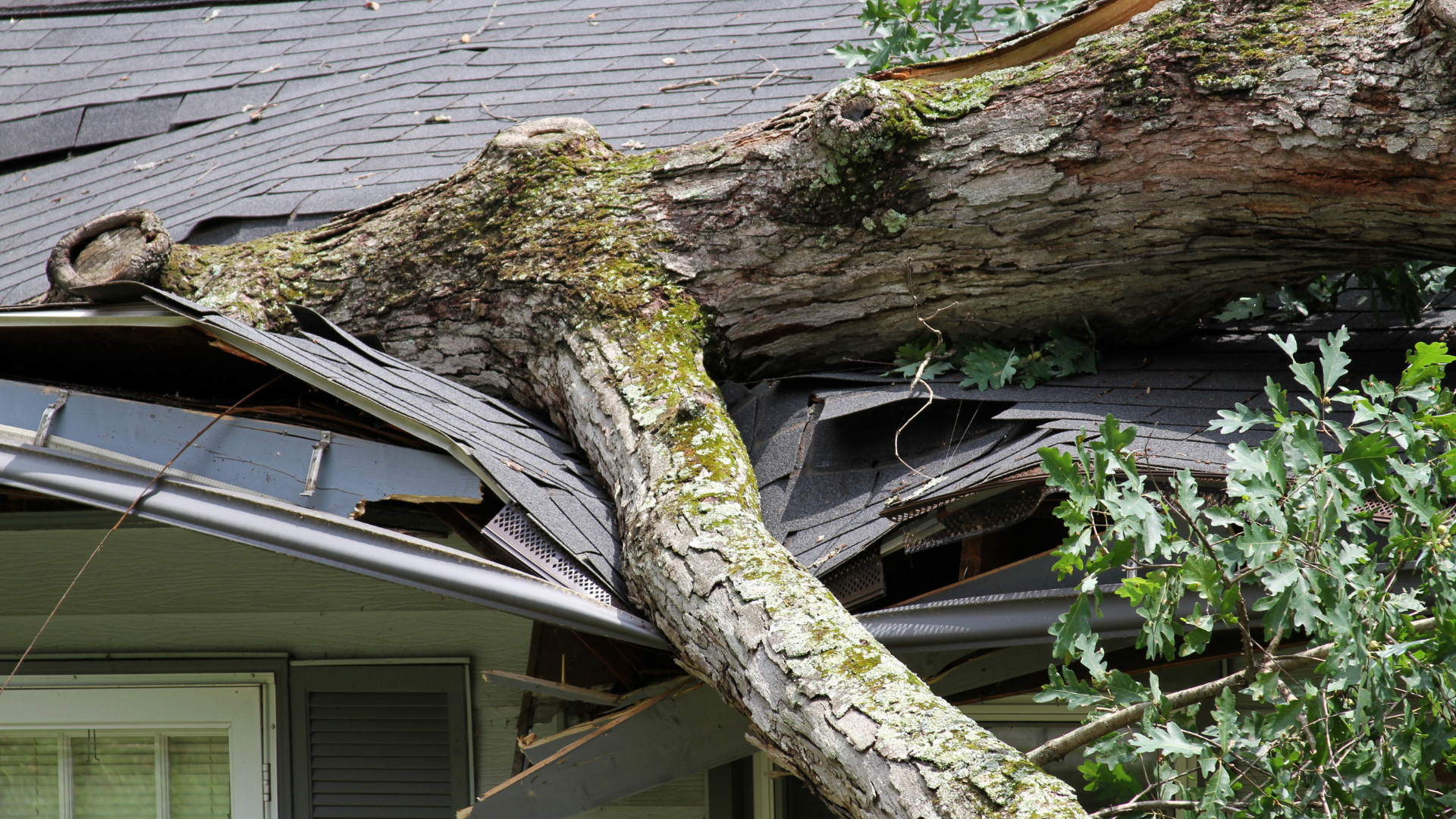 A tree has fallen on the roof of a house.