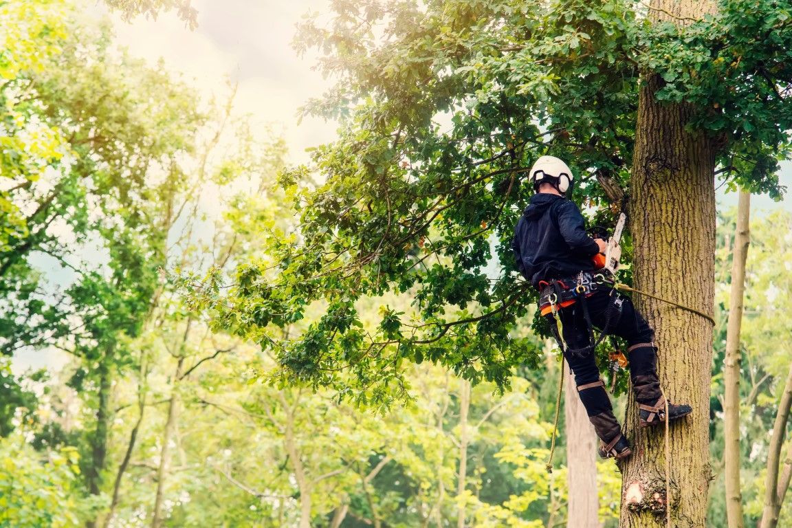 Arborist in safety gear climbing a tall tree with rope and tools, surrounded by green foliage, sunny day.