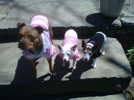 Dogs With Clothes