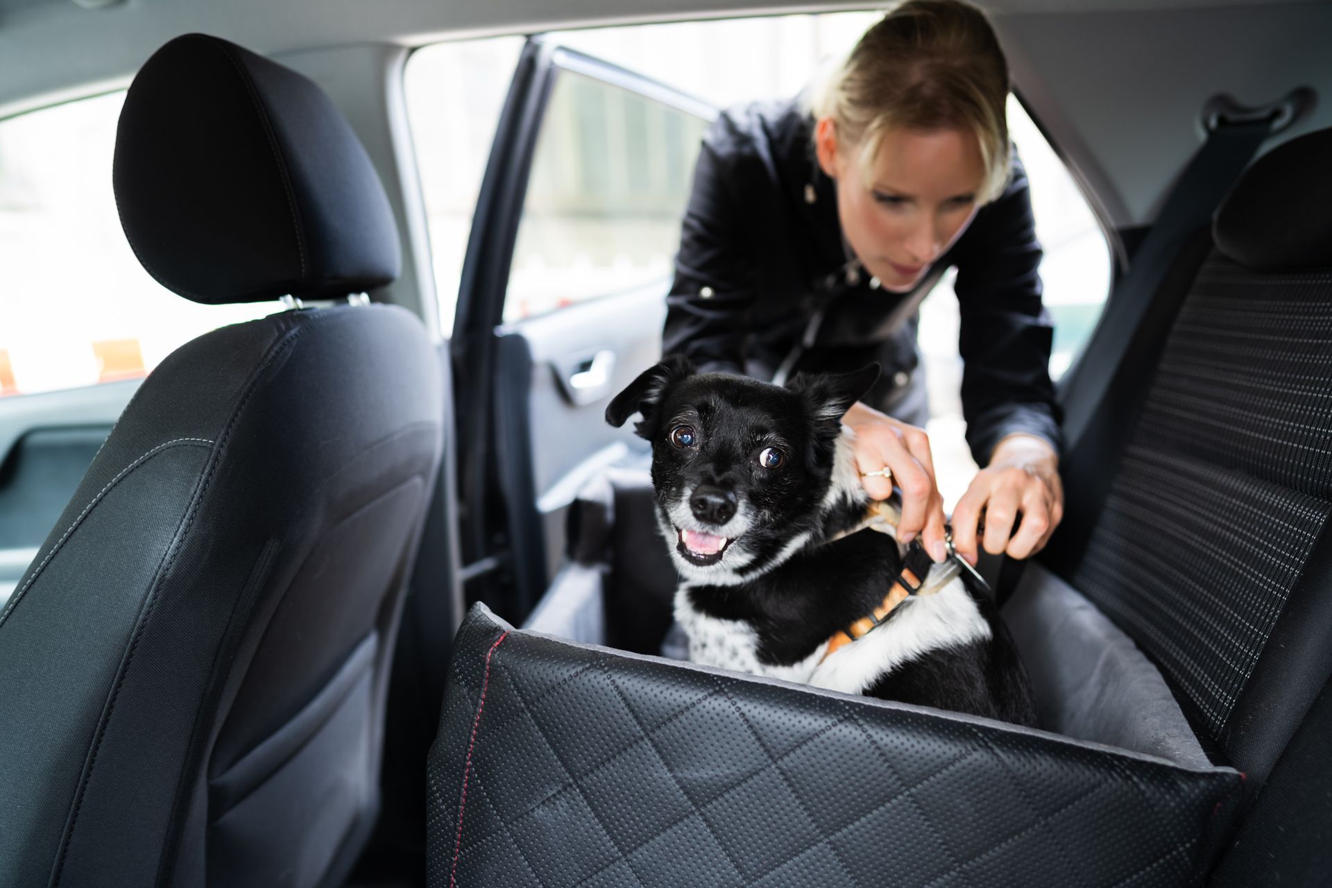 Securing the Seat Belt of a Dog in Car