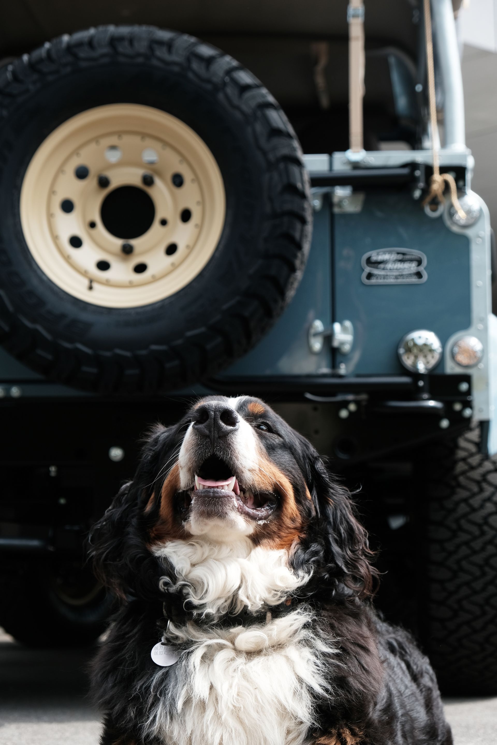 Bouvier bernois regardant vers le haut, hurlant ; devant un véhicule tout-terrain bleu et une roue de secours.