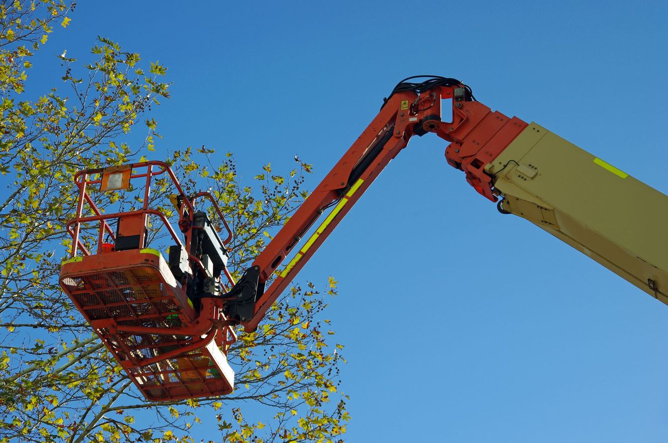 piattaforma aerea vicino a un albero