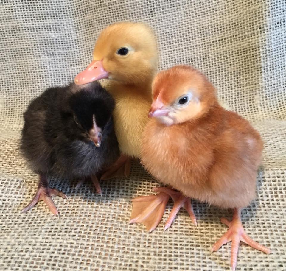 Baby Chicks — Three Chicks in Corpus Christi, TX
