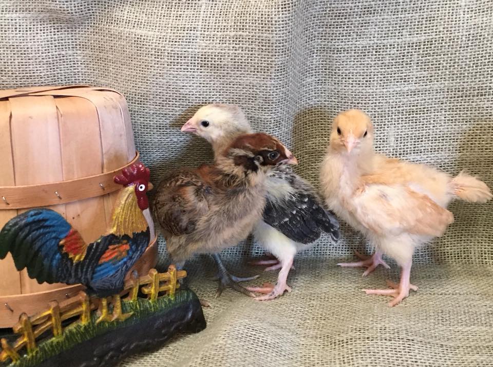 Chicks — Baby Chicks in Corpus Christi, TX