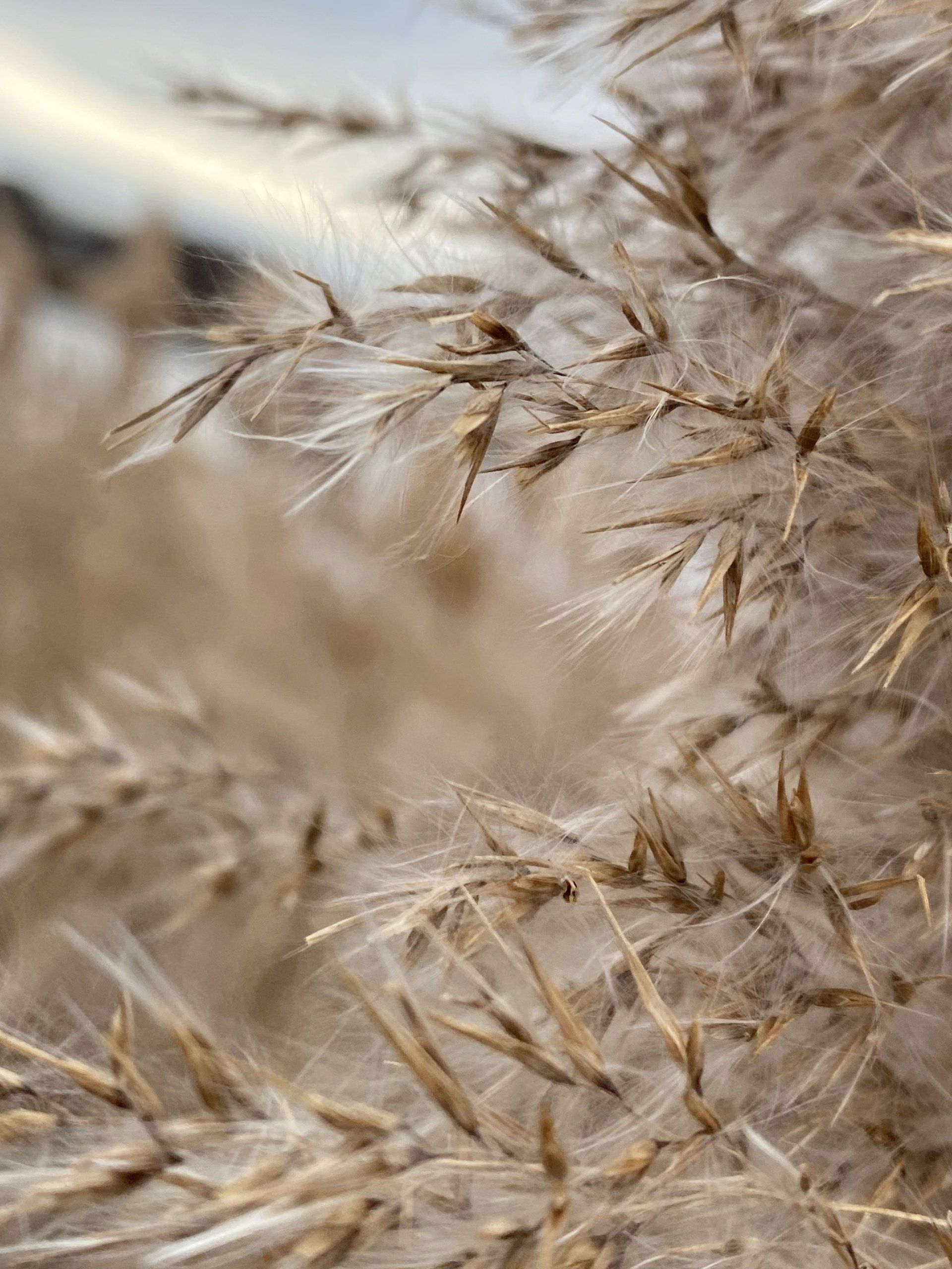 Reeds, seeds and connections