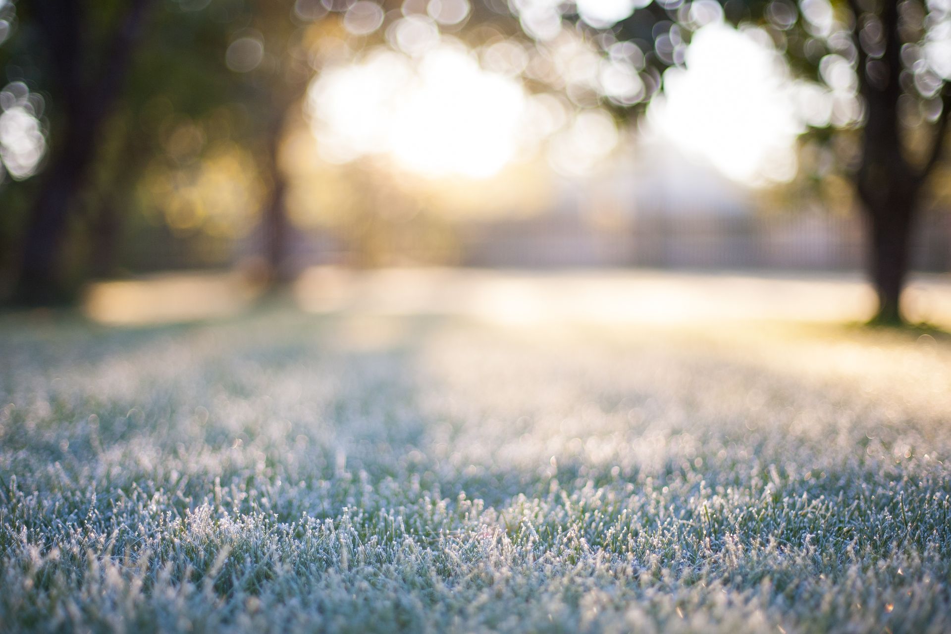 Frost-covered grass blades stand out in sharp detail against a soft, sunlit, and blurry park background.