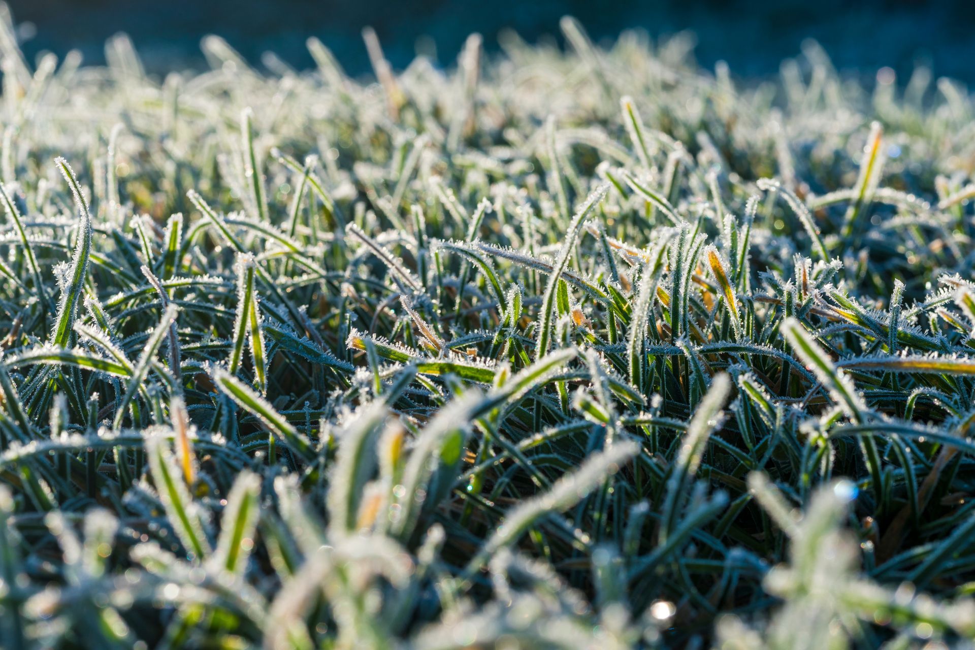 A close-up of grass blades covered in a thin, sparkling layer of white frost on a cold morning.
