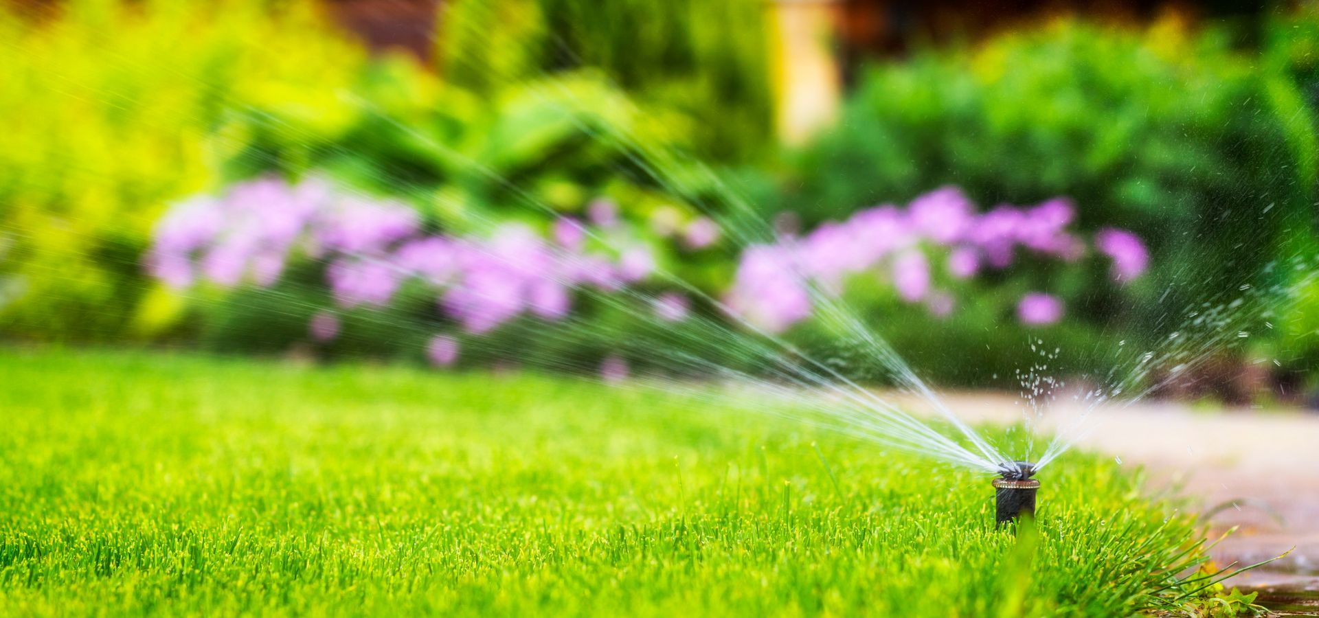 A sprinkler watering a green lawn in a garden with purple flowers in the background.