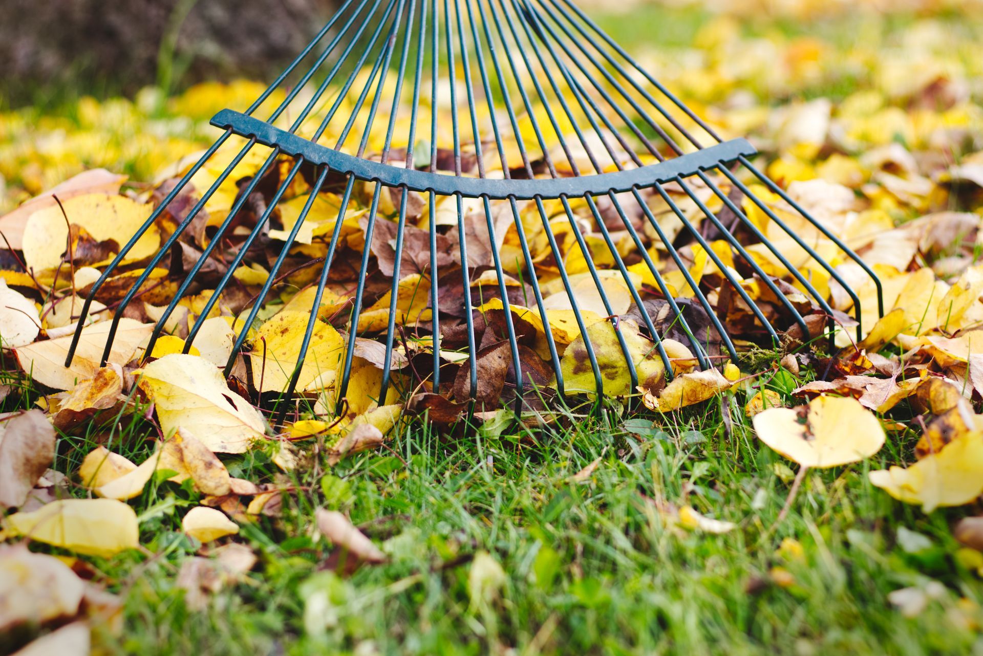 A metal rake gathering yellow and brown autumn leaves on green grass.