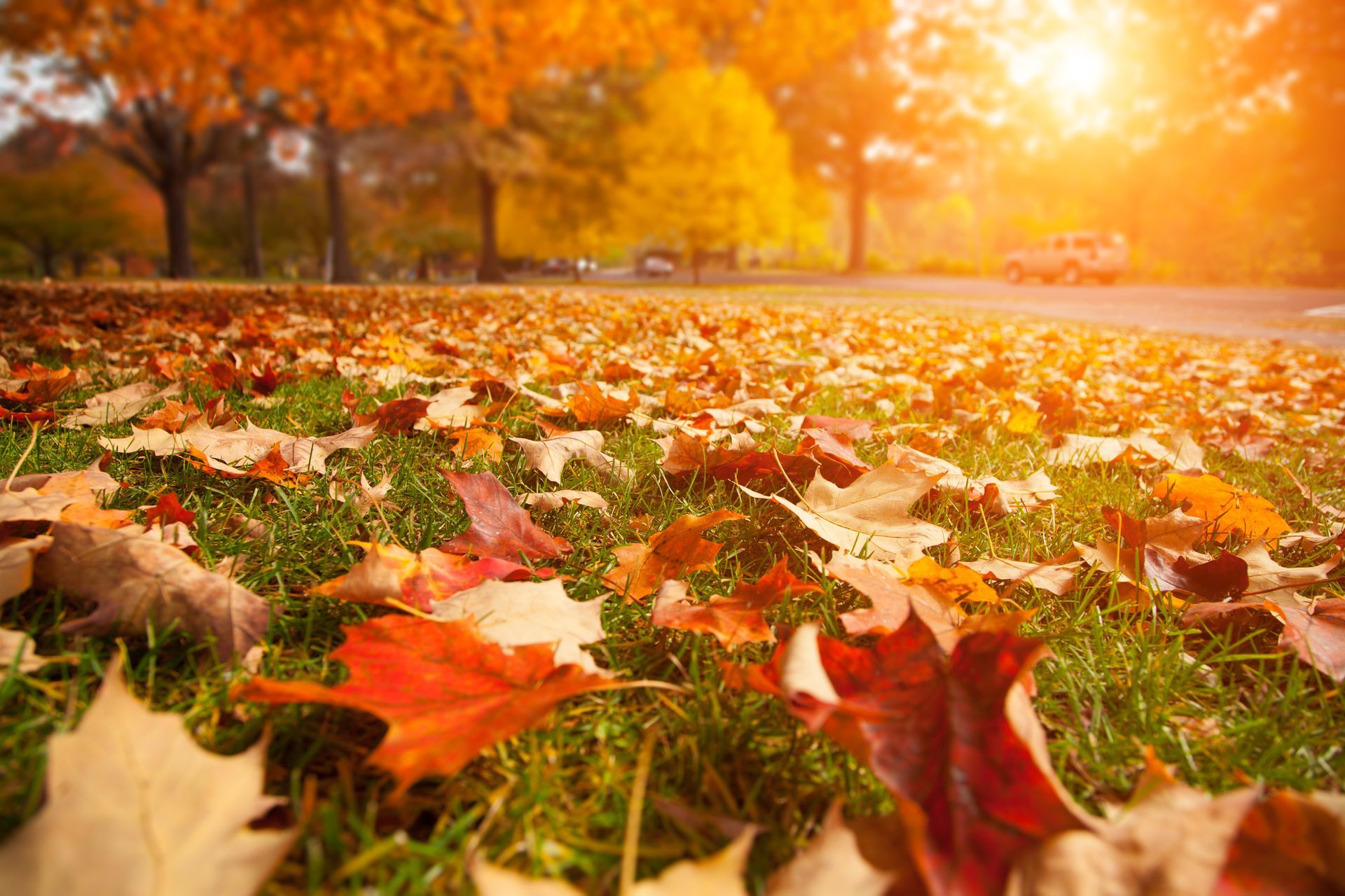 Golden autumn sunlight shines on a park lawn covered with vibrant, colorful fallen leaves.