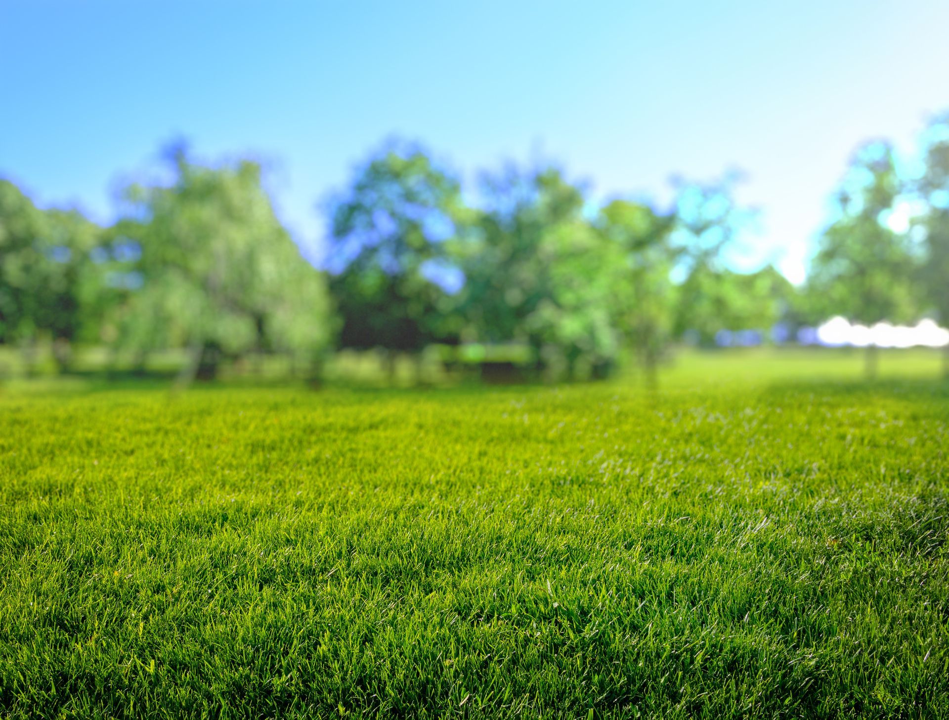 Lush green grass in the foreground with a blurred background of trees under a clear blue sky.