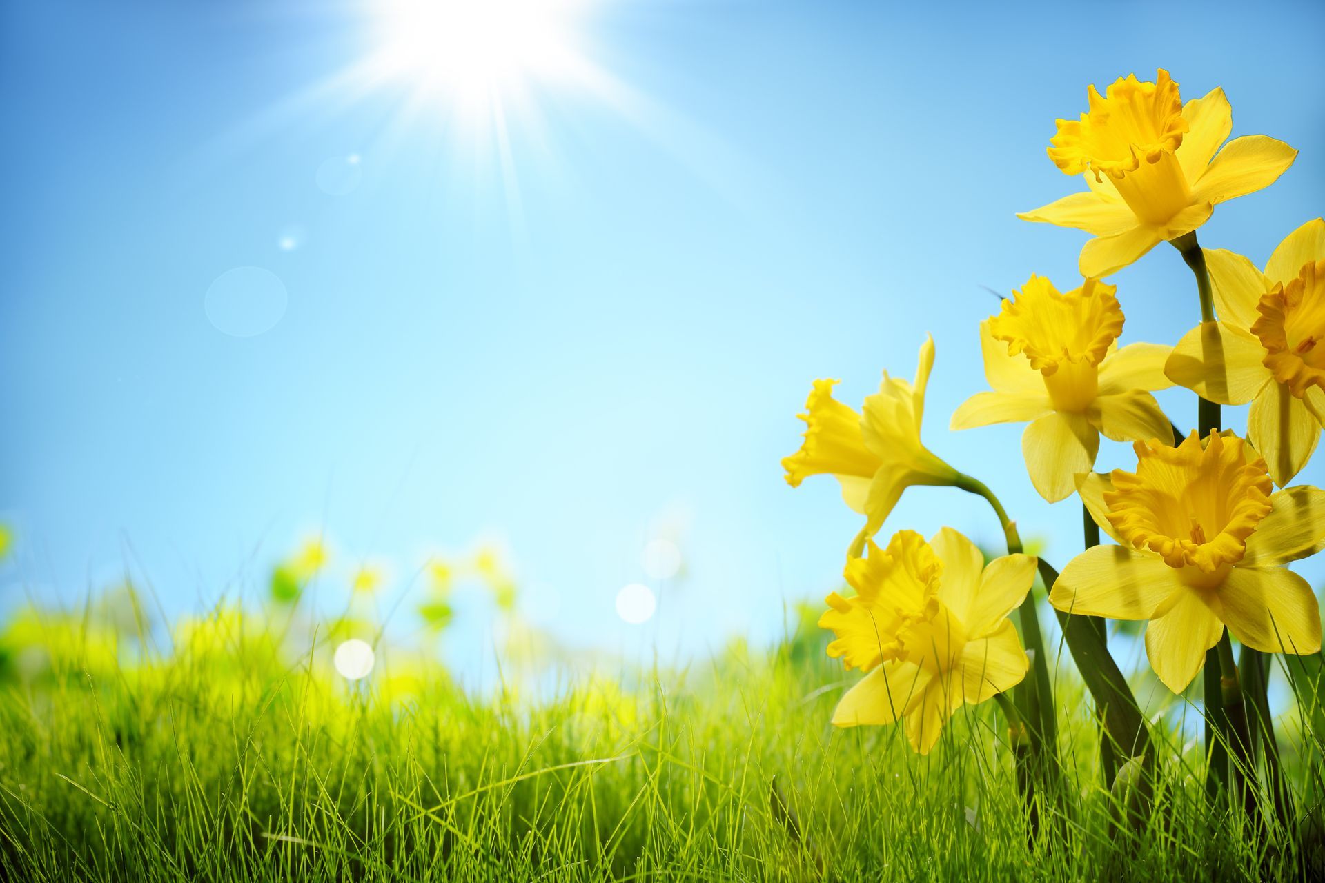 Bright yellow daffodils bloom in a grassy field under a sunny blue sky.