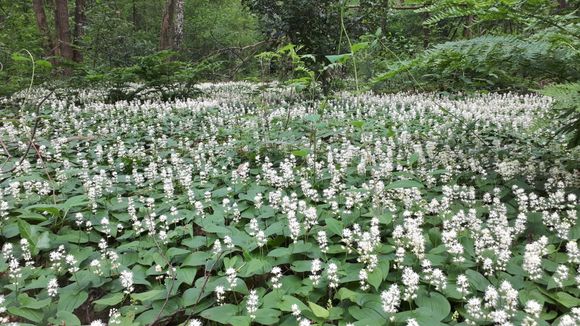 dalkruid Maianthemum bifolium