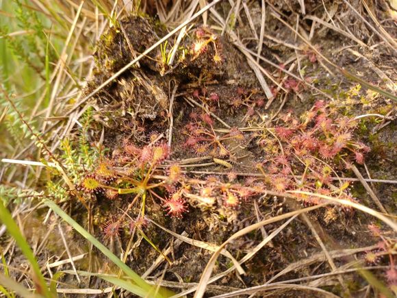 kleine zonnedauw Drosera intermedia