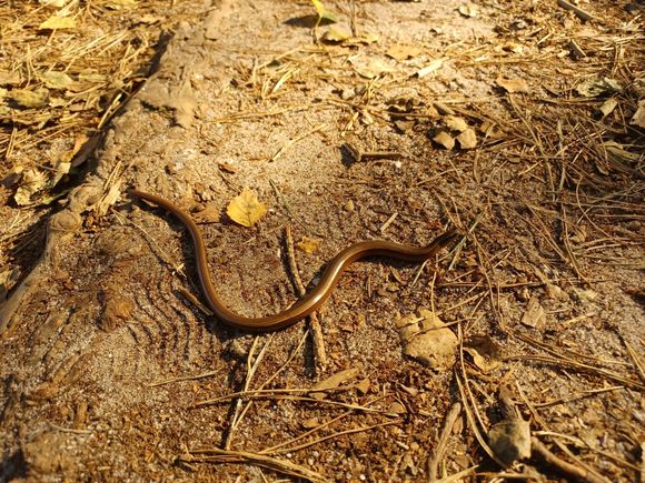 hazelworm Anguis fragilis