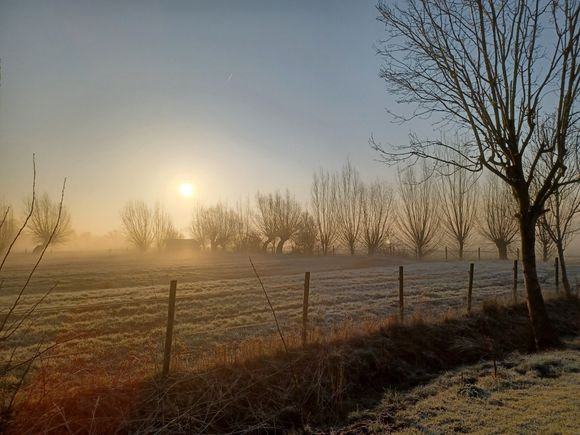 bolakker met knotwilgen