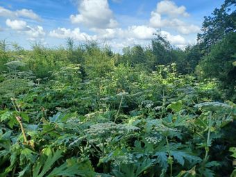 cluster reuzenberenklauw