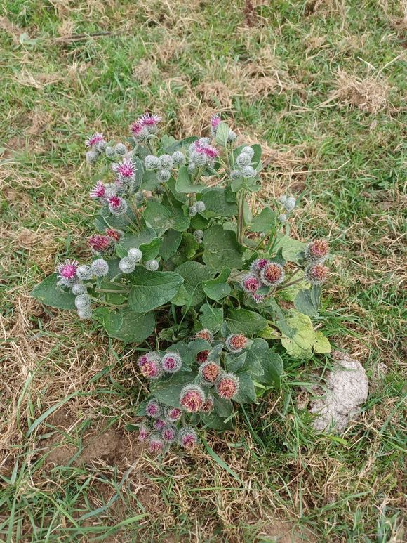 donzige klit Arctium tomentosum