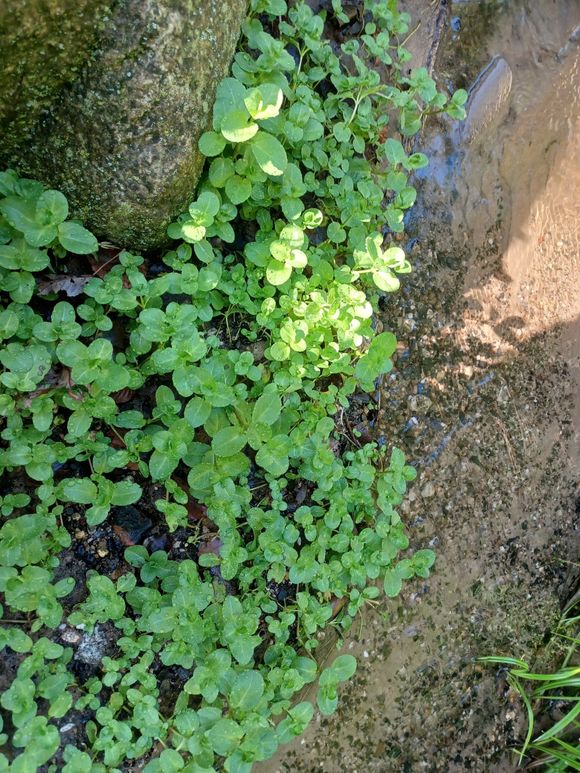 beekpunge Veronica beccabunga