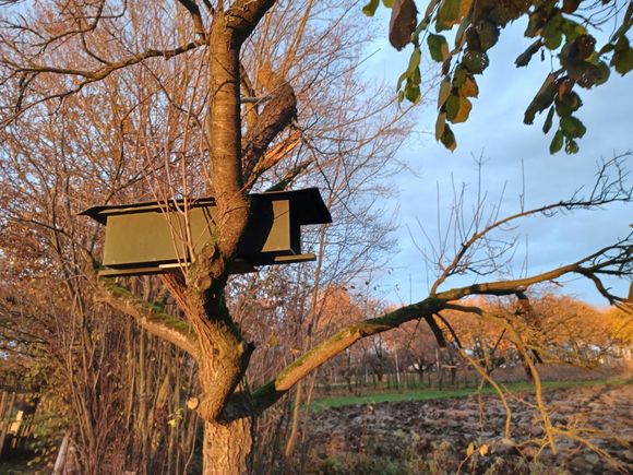 nestkast voor steenuilen in een oude pruimenboom