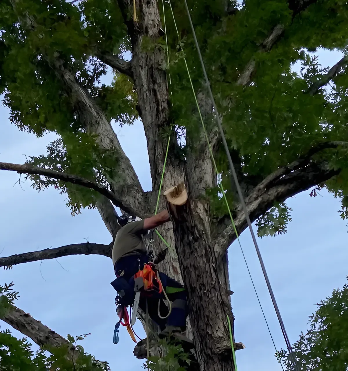 Arborist in a tree, cutting a branch. Ropes and gear are visible. Green and grey tones. Cloudy sky background.