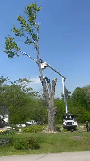 Tree being trimmed by a bucket truck under a blue sky, with workers in the lift.