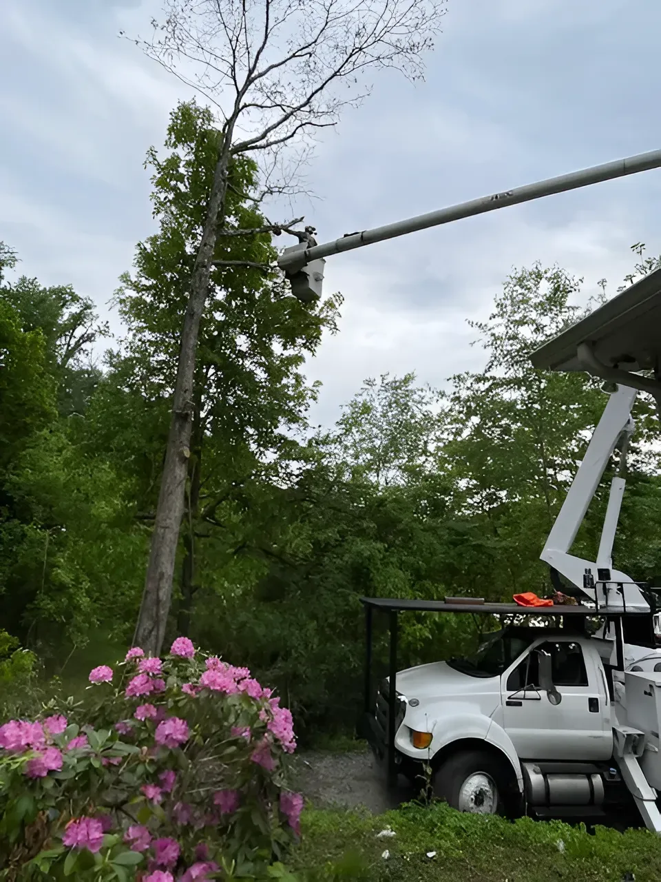 White utility truck with extended arm trimming a tall tree; pink azaleas in foreground.