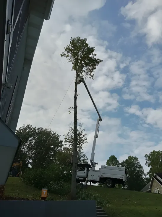 Tree trimming, truck with extended boom lifts up to the tree near a building.
