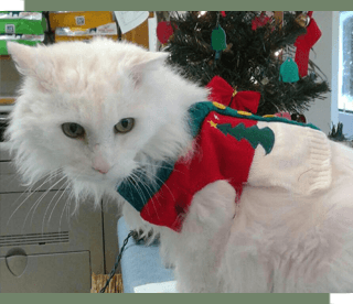 Long haired cat in a Christmas outfit at Vet clinic Lyman, SC