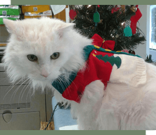 Long haired cat in a Christmas outfit at Vet clinic