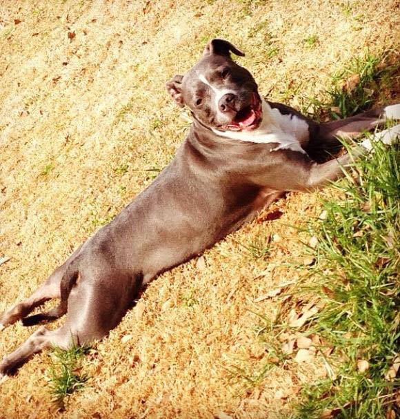 Dog lying in the yard