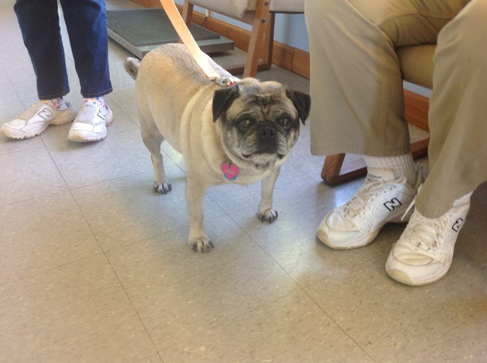 A pug in the waiting room at the animal hospital