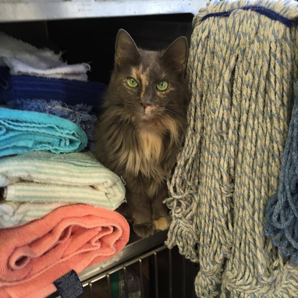 A cat hiding in the linen closet at the veterinary clinic