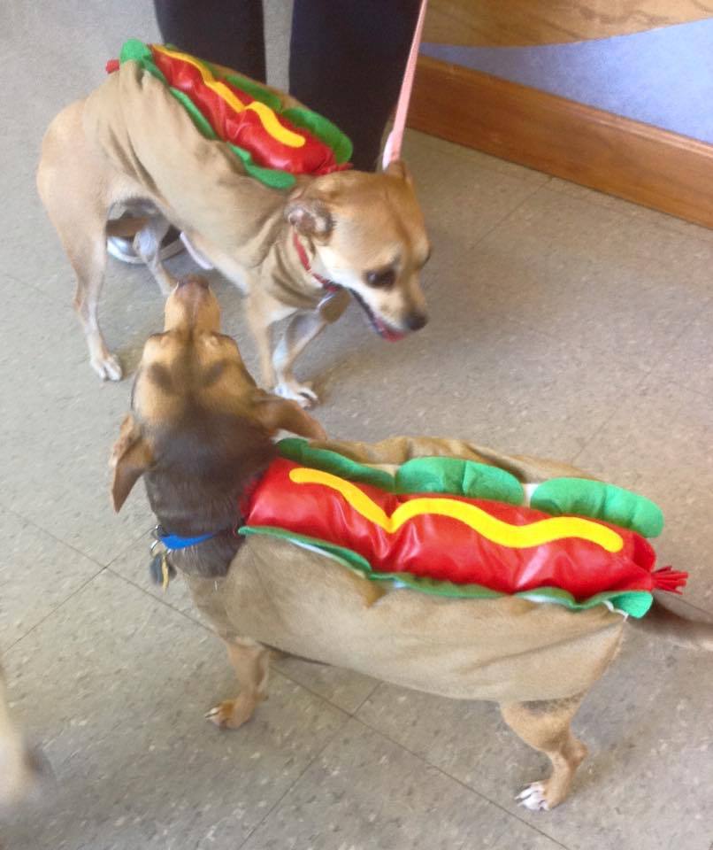 Two small dogs dressed up like hot dogs